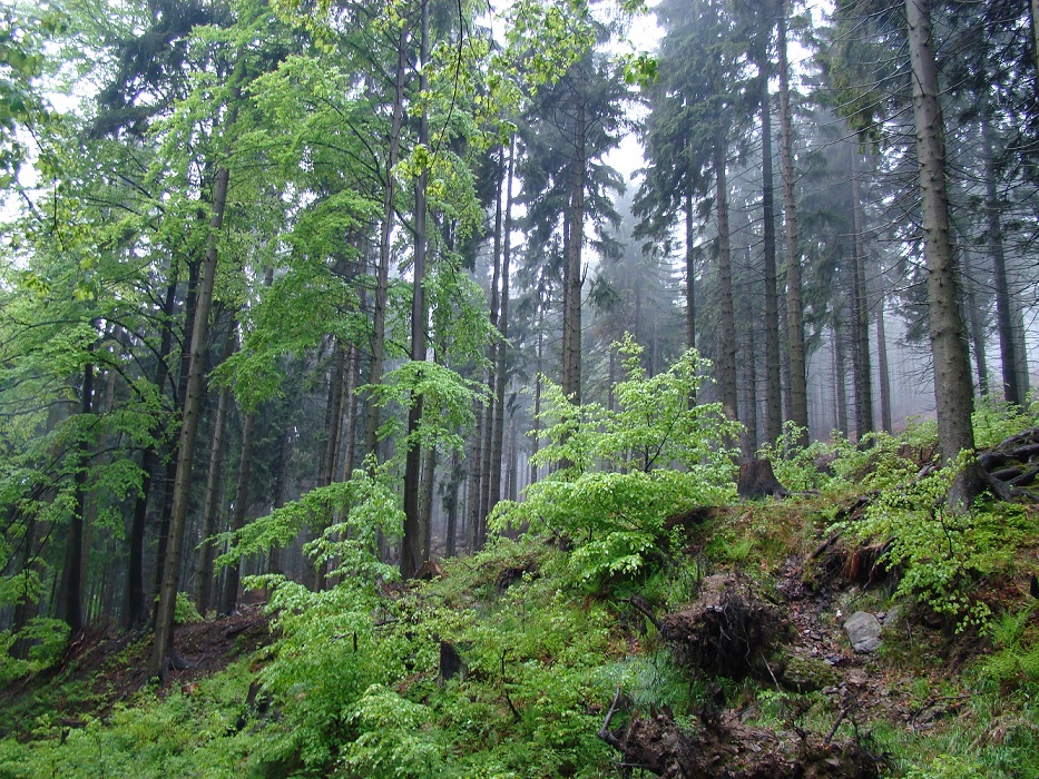 Visit Poland endless forests